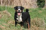 BOUVIER D'APPENZELL 003